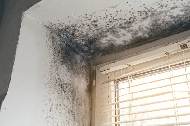 Affordable Mold Remediation solutions in Graham, WA