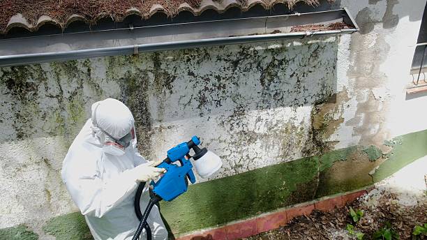 Top rated local Mold Remediation specialists in Graham, WA